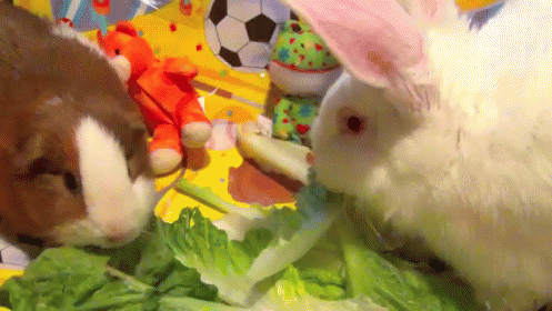 Guinea Pig And White Bunny Rabbit Enjoying A Leafy Dinner GIF - Cute Pets Rabbit GIFs