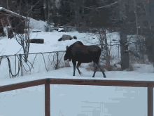 Moose Alaska GIF - Moose Alaska Moose Jumping GIFs