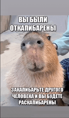 a close up of a capybara with a caption in russian