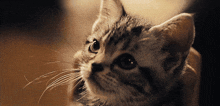 Mrau Cat GIF - Mrau Cat Kitten GIFs