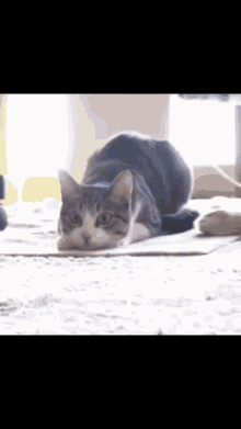 Cat Dancing GIF - Cat Dancing GIFs