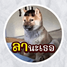 a dog with a wig on its head is in a circle that says ' a ' on the bottom