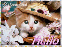 Hello Cute Cat GIF - Hello Cute Cat Kitten GIFs