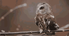 Chouette GIF - Chouette Owl Watch GIFs