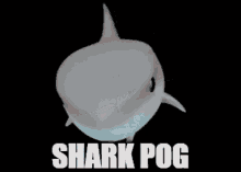 Reaction Shark Pog GIF