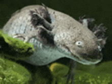 When You Hear Something Ridiculus Axolotl GIF - When You Hear Something Ridiculus Axolotl Funny GIFs