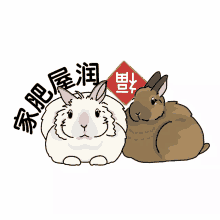 hrss the3bunnies the3bunniesco rabbit bunny