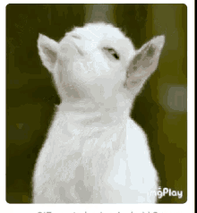 Goats Are GIF - Goats Are Awsome GIFs