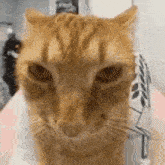 Dance Cat Cat Dance GIF - Dance Cat Cat Dance Magma Meme Central GIFs