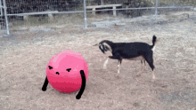 Goat Ball GIF - Goat Ball Angry GIFs