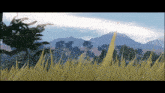 the sun shines through the clouds over a field of tall grass
