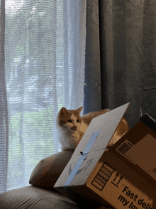 a cat sits on top of a cardboard box that says fast delivery my love