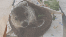 Groundhog Wink GIF - Groundhog Wink Cute Animals GIFs