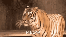 Growl Roar GIF - Growl Roar Tiger GIFs