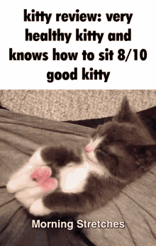 Kittyreview Kitty Review Healthy Kitty GIF - Kittyreview Kitty Review Healthy Kitty GIFs