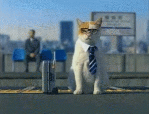 Cats Office Cat GIF - Cats Office Cat Work - Discover & Share GIFs