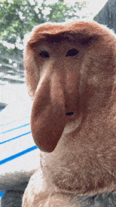 a close up of a monkey 's face with a large nose