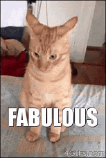 Cute Cat Fabulous GIF - Cute Cat Fabulous Kitten GIFs
