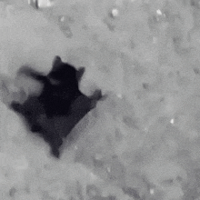 a black and white photo of a cat laying on top of a dog in the snow .