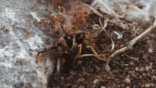 Ants Wasp Vs Nature Ant Fight GIF - Ants Wasp Vs Nature Ant Fight Ants GIFs