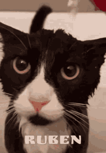 Ruben Cat GIF - Ruben Cat Water GIFs