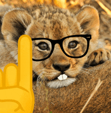 a lion cub wearing glasses and a yellow finger