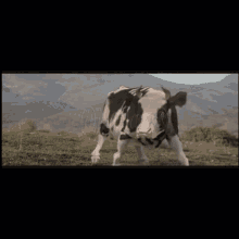 Karate Cow GIF - Karate Cow GIFs