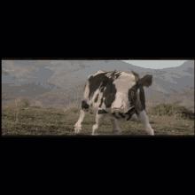 a black and white cow is standing in a grassy field with mountains in the background