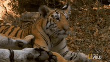 Itchy Nose Searching For The Tigress GIF - Itchy Nose Searching For The Tigress Secret Life Of Tigers GIFs