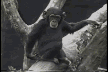 Monkey Butt GIF - Monkey Butt Finger GIFs