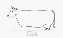 Cope Cow GIF