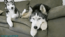 Gone To The Snow Dogs Gttsd GIF