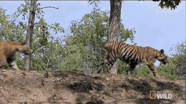 tiger walking animated gif