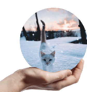 cat whiskers transparent tumblr