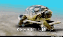 Turtle Skate GIF - Turtle Skate Keep It Up GIFs