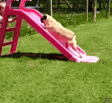 Dog Slide GIF