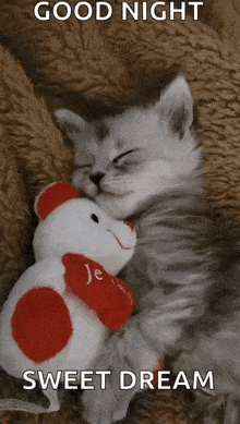 a kitten is sleeping with a teddy bear and a good night message .