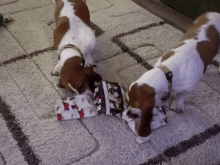 Opening Up A Present Christmass Time GIF - Opening Up A Present Christmass Time Dogs GIFs