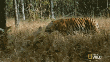 Walking Tiger GIF - Walking Tiger Nat Geo Wild GIFs