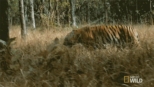 [Image: walking-tiger.gif]