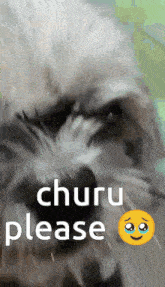 Churu Please Sujiboy GIF