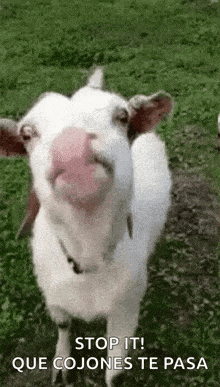 Funny Animals Lick GIF - Funny Animals Lick Goat GIFs