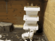 a rabbit is standing in front of a stack of plastic containers