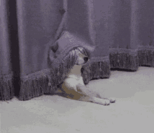 Dogisee GIF - Dogisee GIFs