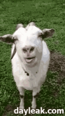Tongue Goat GIF - Tongue Goat Lick GIFs