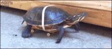 Skating Turtle GIF
