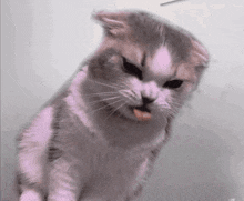 a gray and white cat with its tongue out looks angry