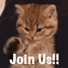 Kitty Join Us GIF - Kitty Join Us GIFs