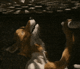 a fox with a long tail is wearing a white shirt and tie