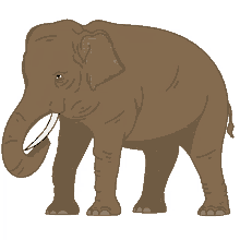 elephant asian